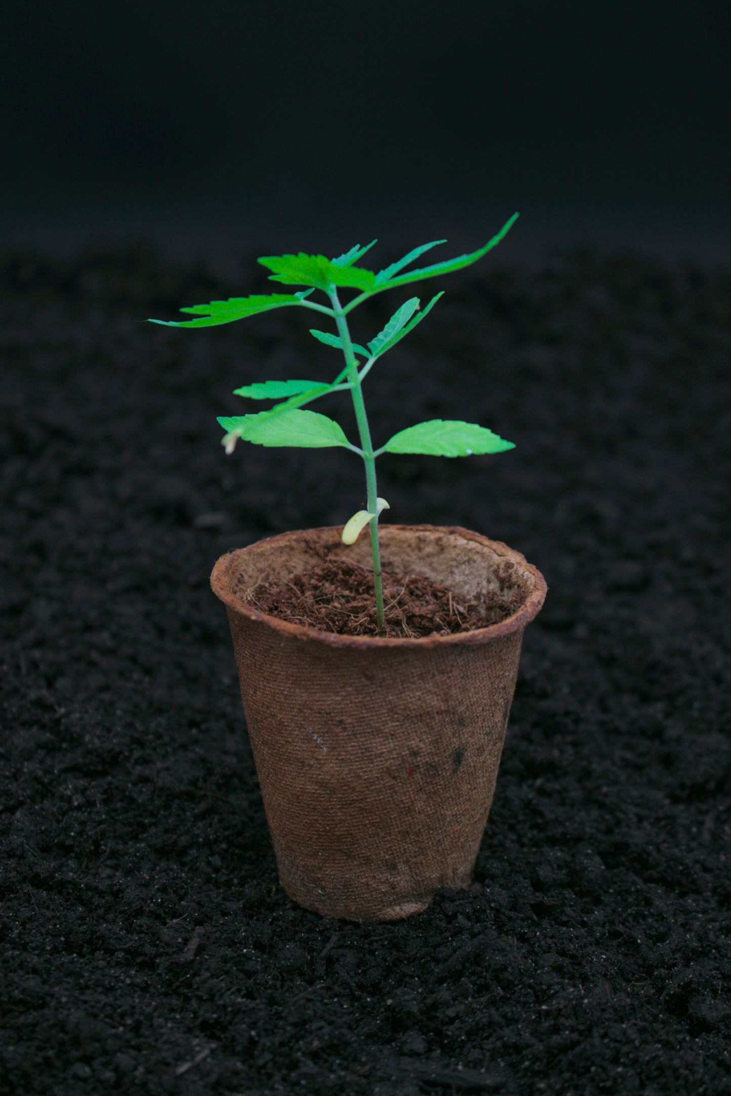 Cannabis Anbau Starter-Kit