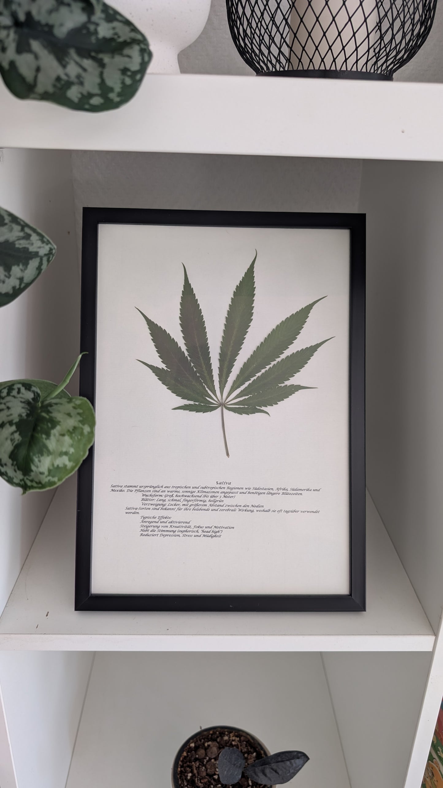 Cannabis Deko Naturbild