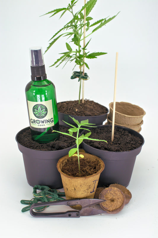 Cannabis Anbau Starter-Kit